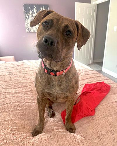 Enlarge Fudge, a Adoptable mixed breed in Wrightsville Beach, NC image 2/6