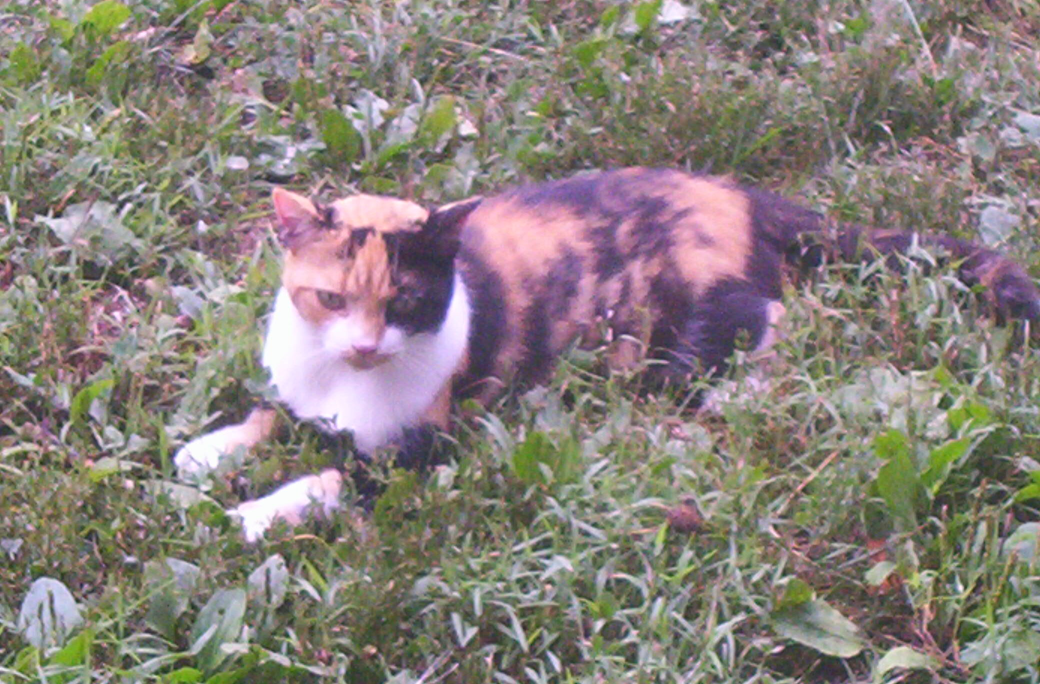 Angelique (talkative love bug) photo 3