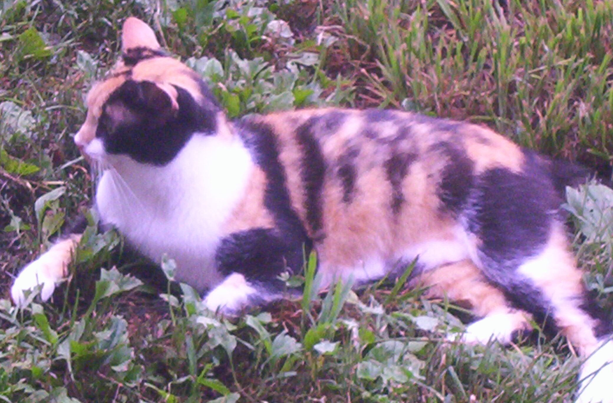 Angelique (talkative love bug) photo 2
