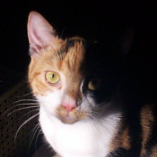 Angelique (talkative love bug) photo 1
