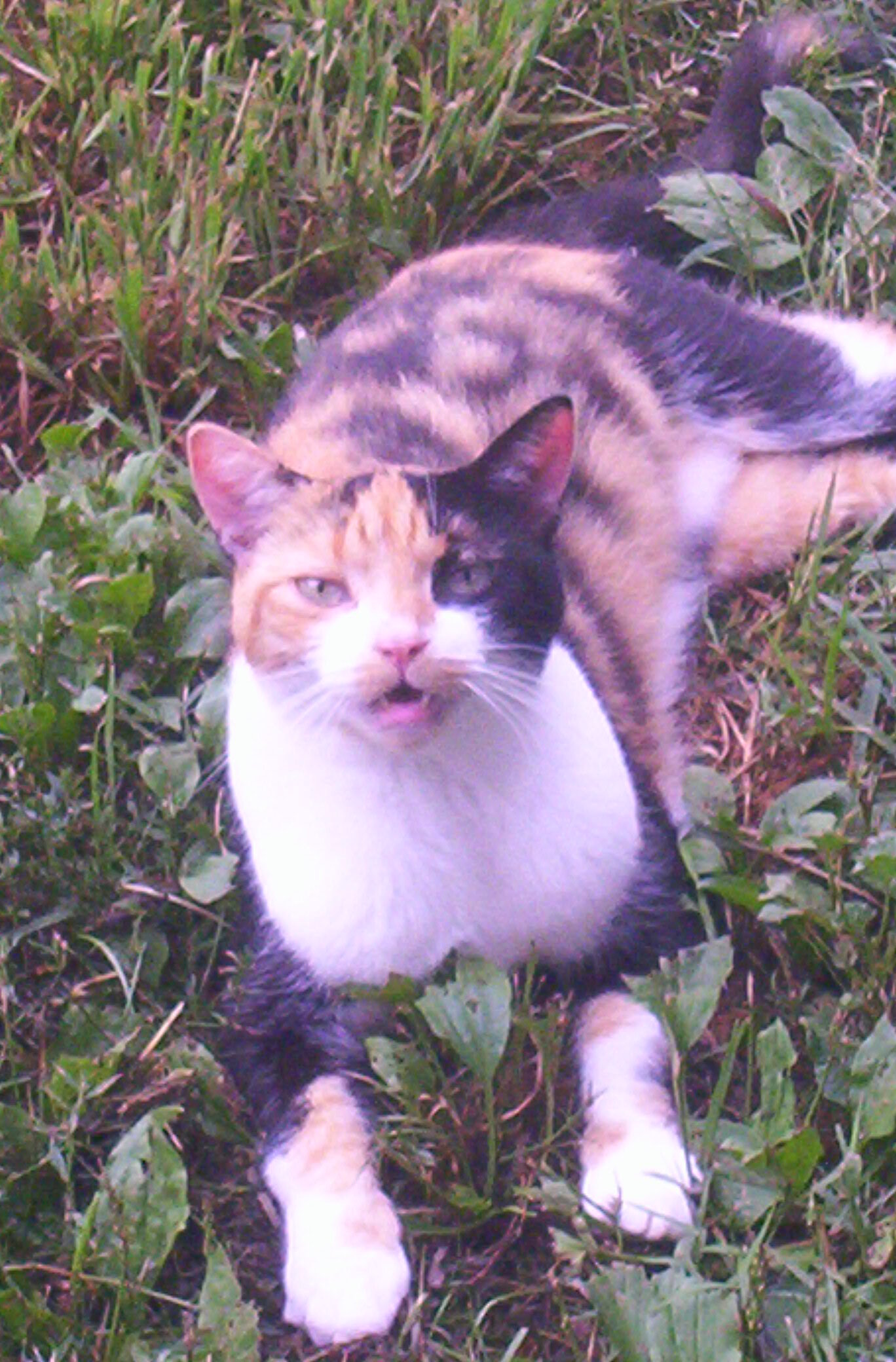Angelique (talkative love bug) photo 4