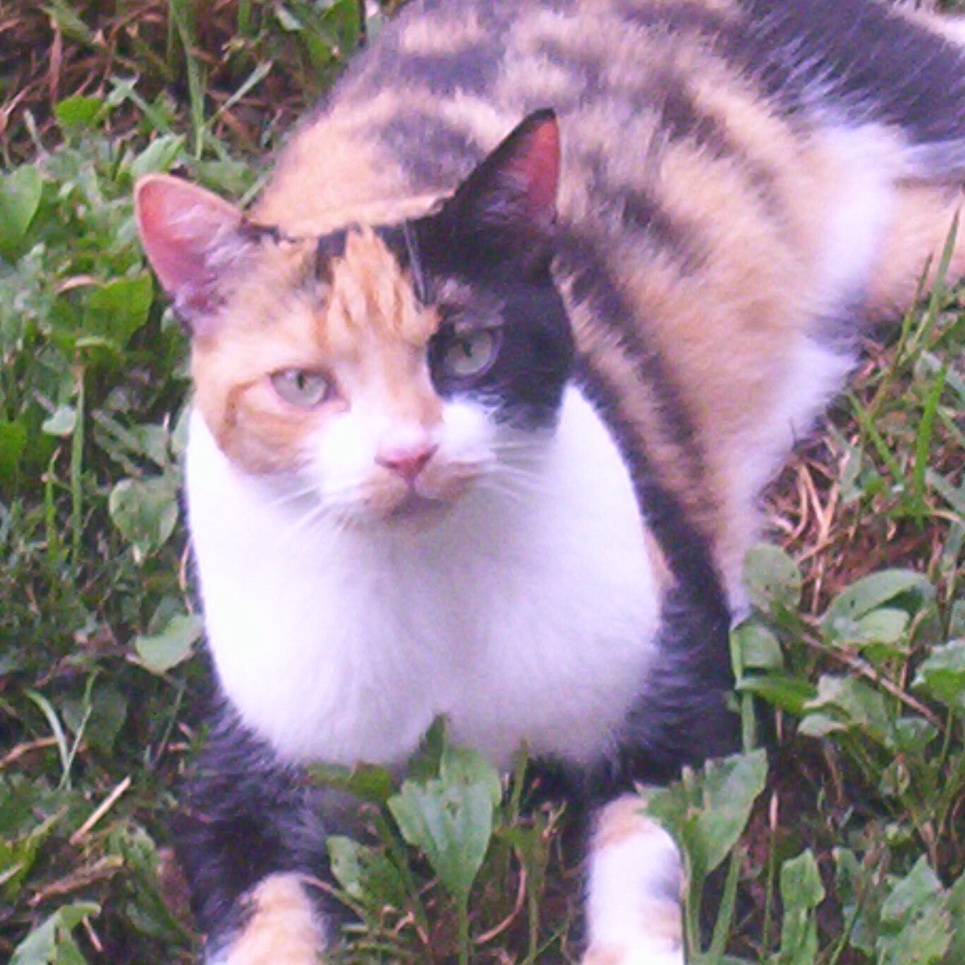 Angelique (talkative love bug) photo 5