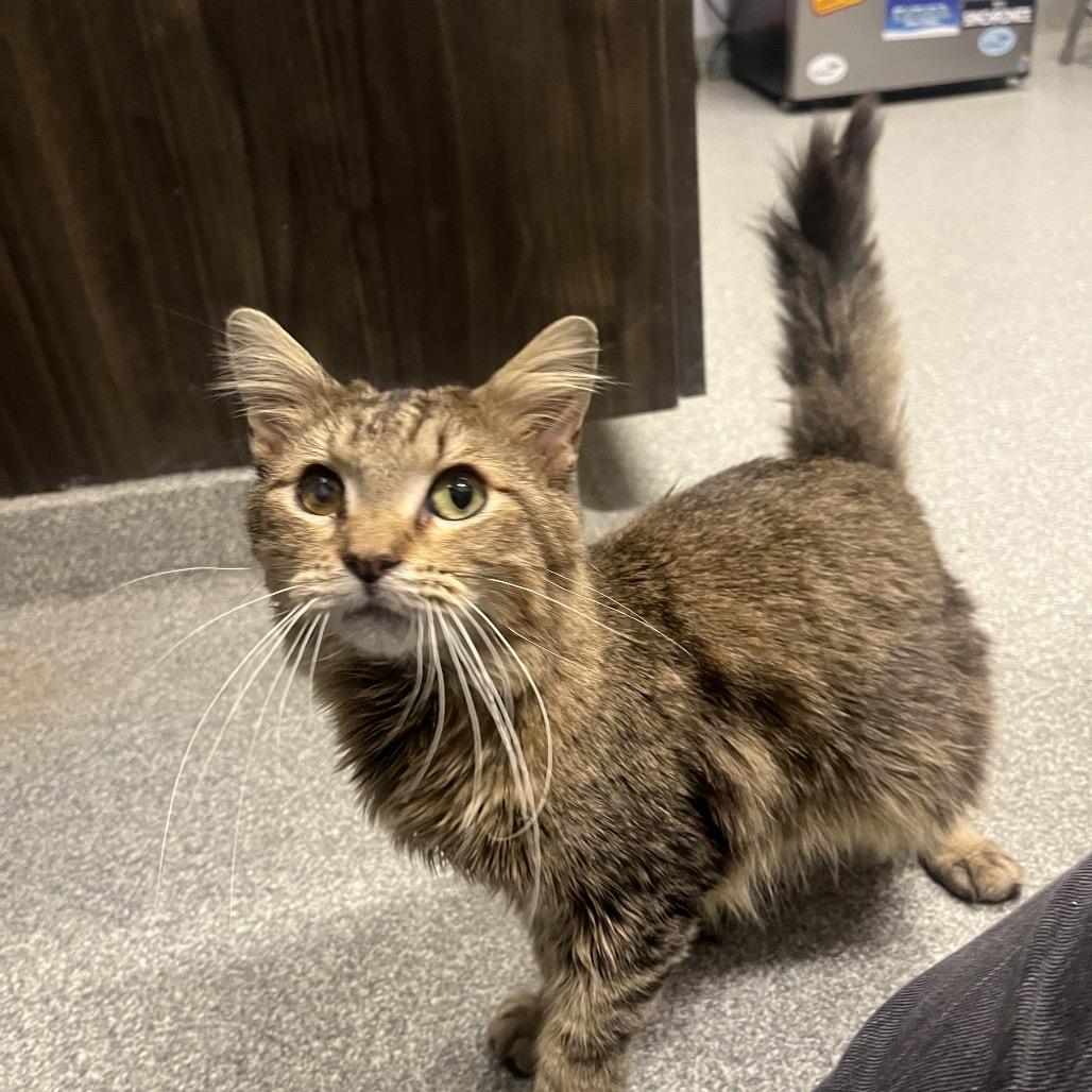 Marty, Adoptable, Adult Male Domestic Medium Hair.