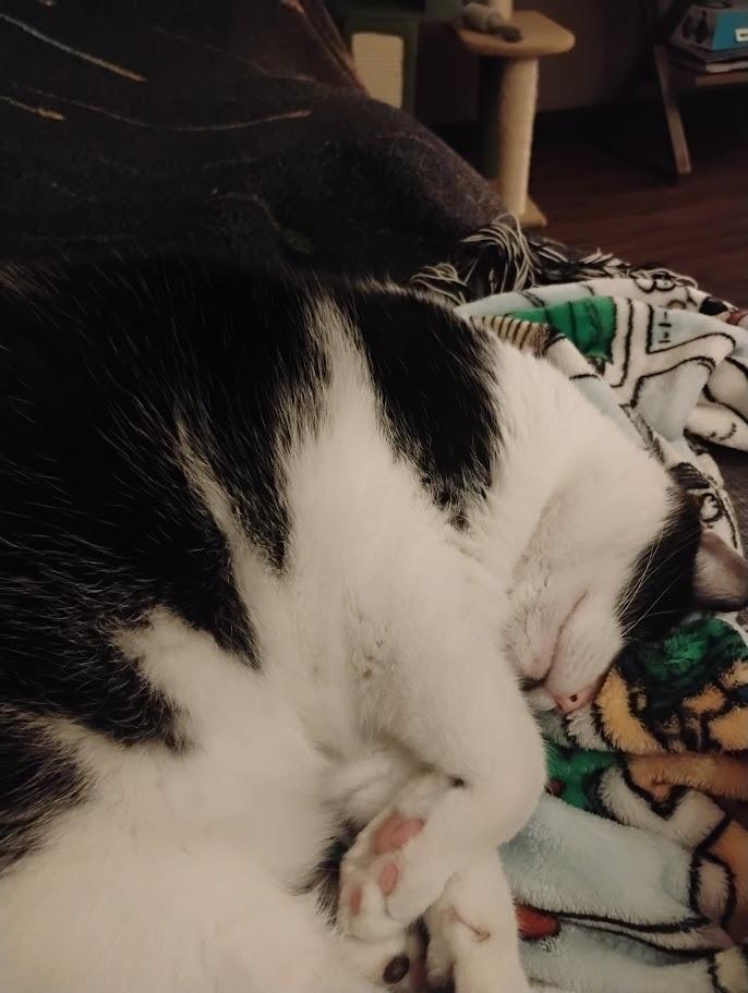 Slopes, Adoptable, Adult Female Domestic Short Hair.