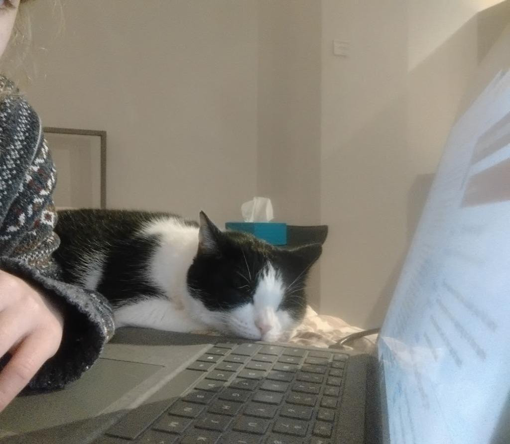 Enlarge Slopes, a Adoptable mixed breed in Dearborn, MI image 2/5