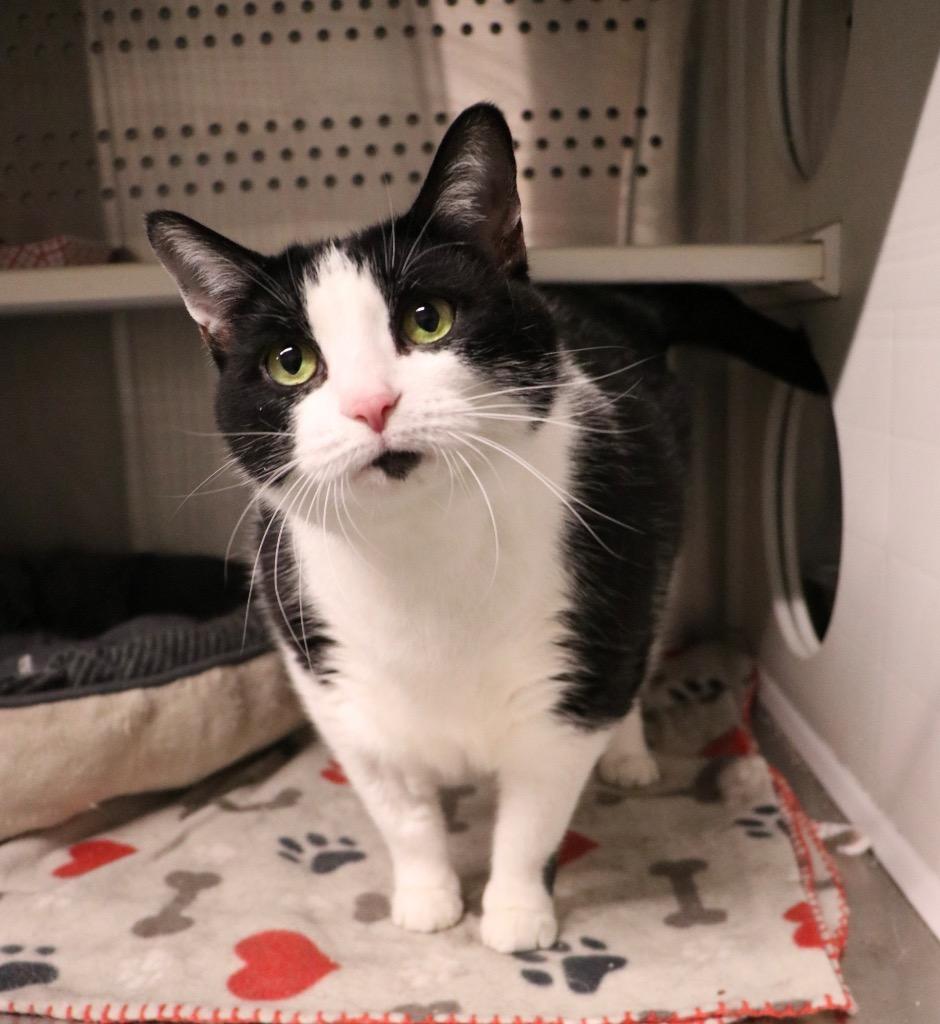 Enlarge Slopes, a Adoptable mixed breed in Dearborn, MI image 3/5