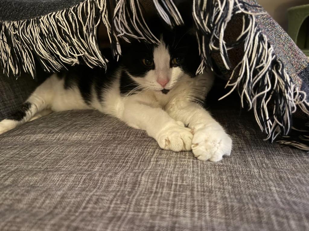 Enlarge Slopes, a Adoptable mixed breed in Dearborn, MI image 4/5