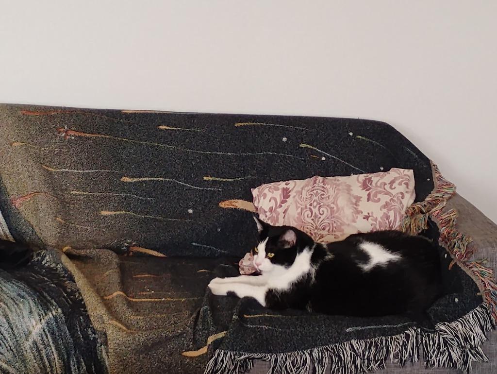 Enlarge Slopes, a Adoptable mixed breed in Dearborn, MI image 5/5