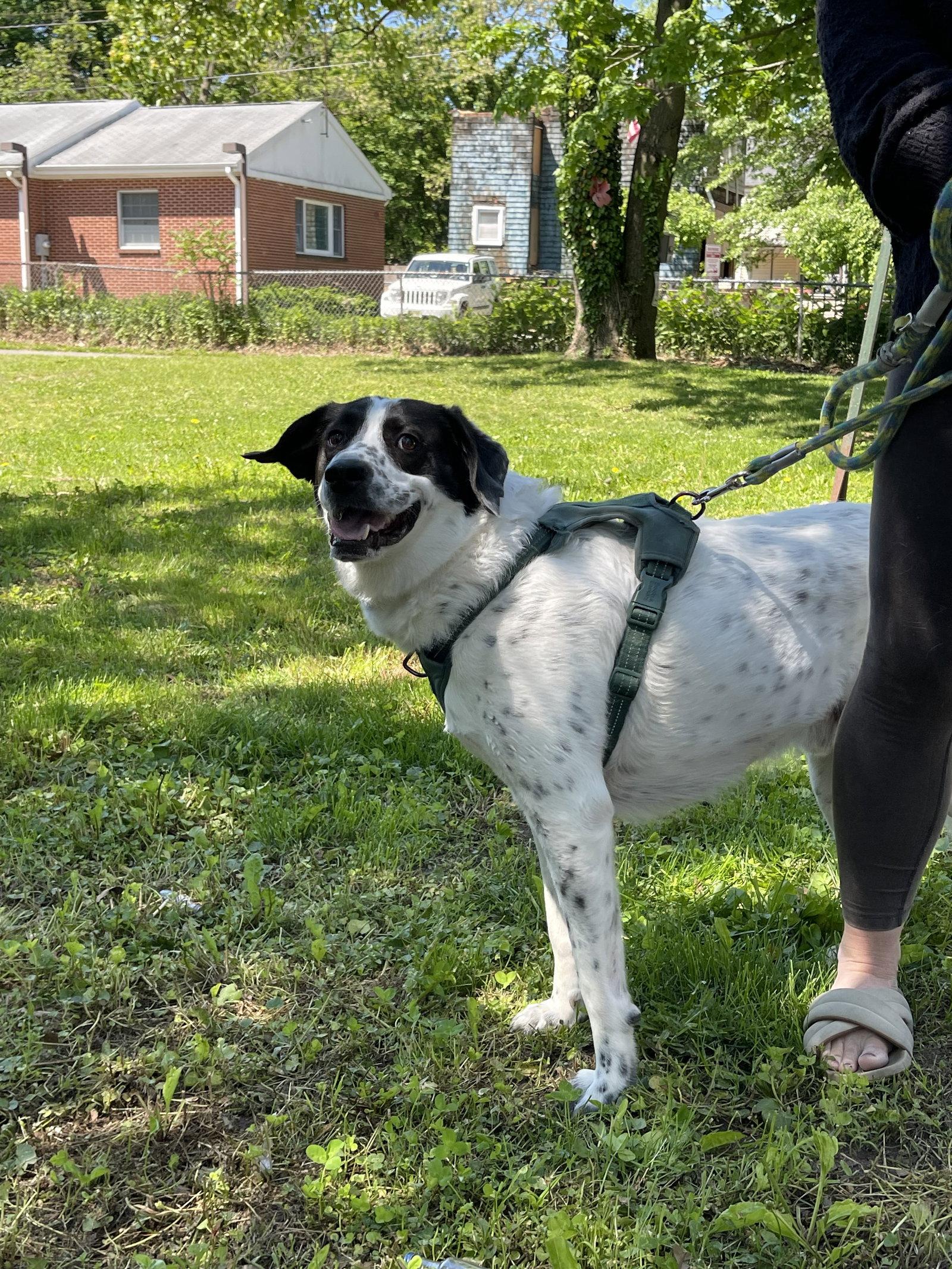 Jack, a Adoptable mixed breed in Oakhurst, NJ image 1/3