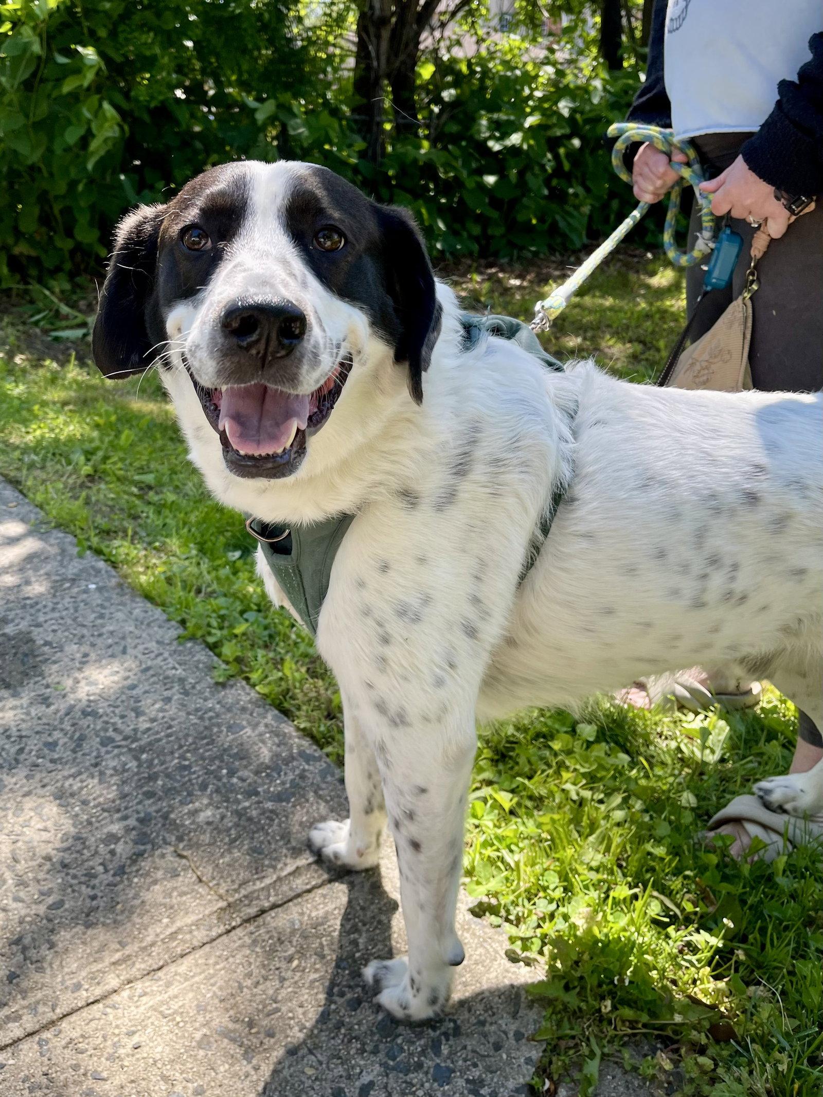 Jack, a Adoptable mixed breed in Oakhurst, NJ image 2/3