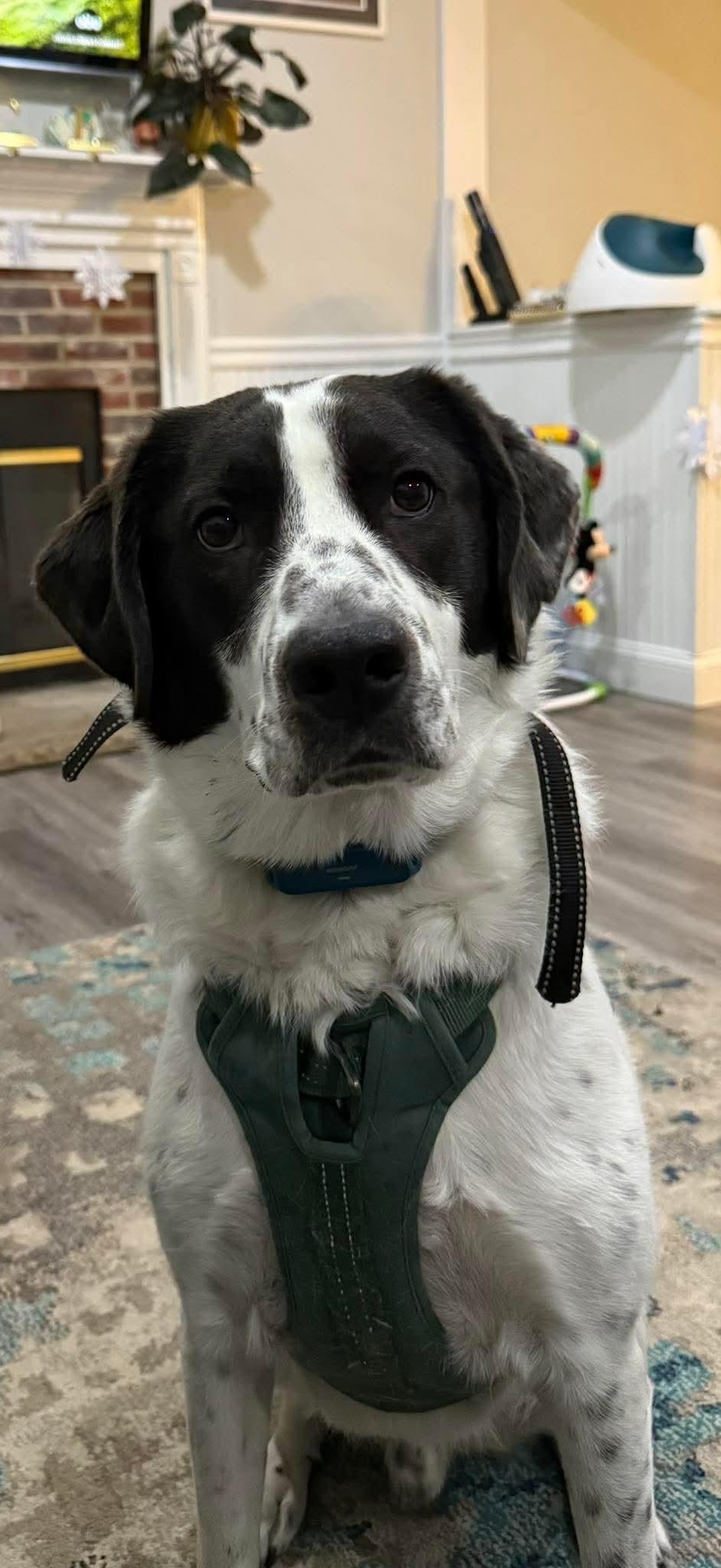 Jack, a Adoptable mixed breed in Oakhurst, NJ image 3/3