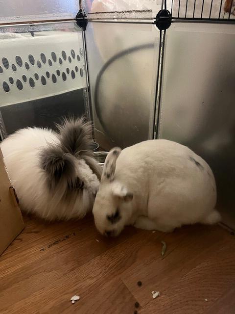 Enlarge Mario & Valentina, a Adopted mixed breed in Los Angeles, CA image 2/6