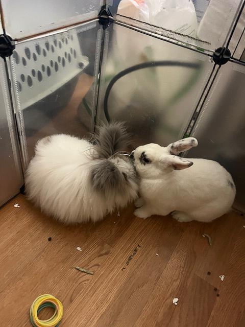 Enlarge Mario & Valentina, a Adopted mixed breed in Los Angeles, CA image 6/6