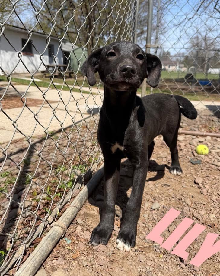 Enlarge Lily, a Adoptable mixed breed in Port Jervis, NY image 1/1