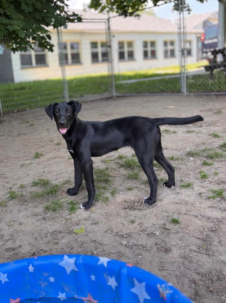Enlarge Lily, a Adoptable mixed breed in Port Jervis, NY image 3/4