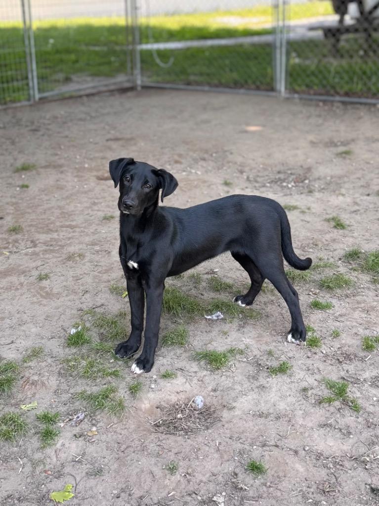 Enlarge Lily, a Adoptable mixed breed in Port Jervis, NY image 4/4