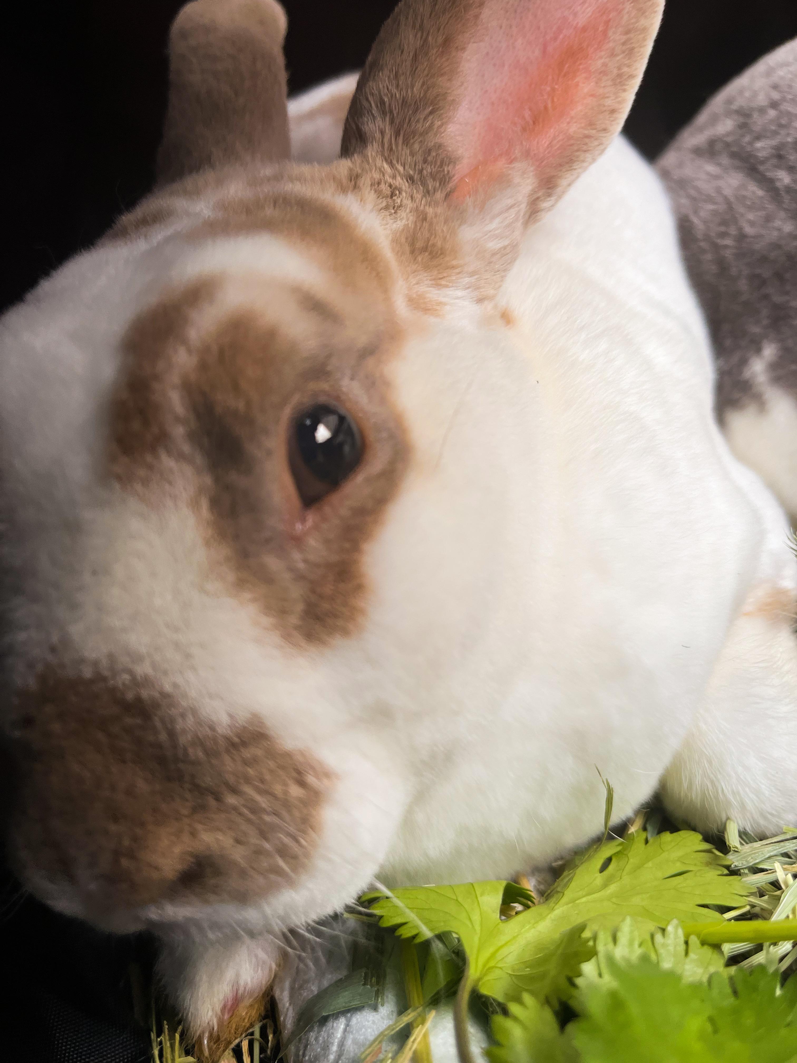 Butterscotch & BooBoo, ADOPTABLE, Young Male Rex.