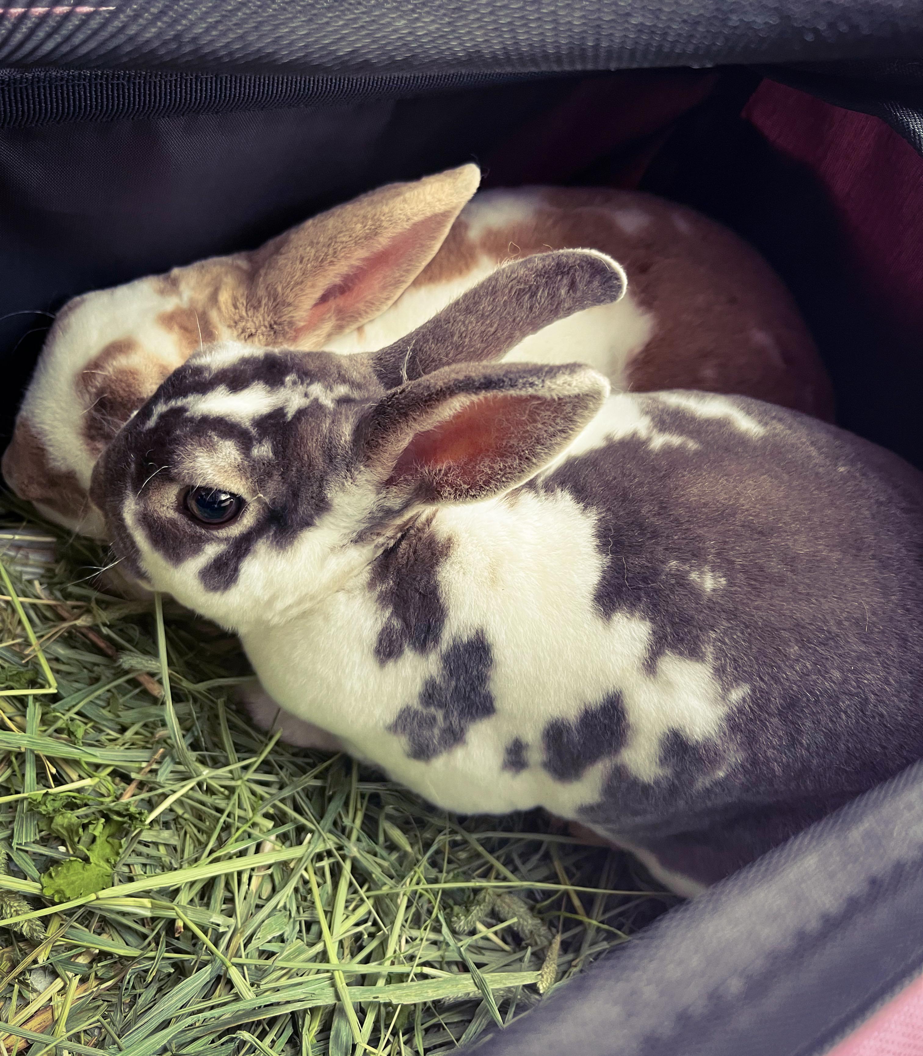 Butterscotch & BooBoo, a ADOPTABLE Rex in Columbia, TN image 2/2