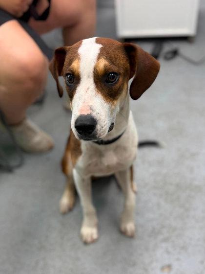 Lasso, Adoptable, Young Male Mixed Breed.