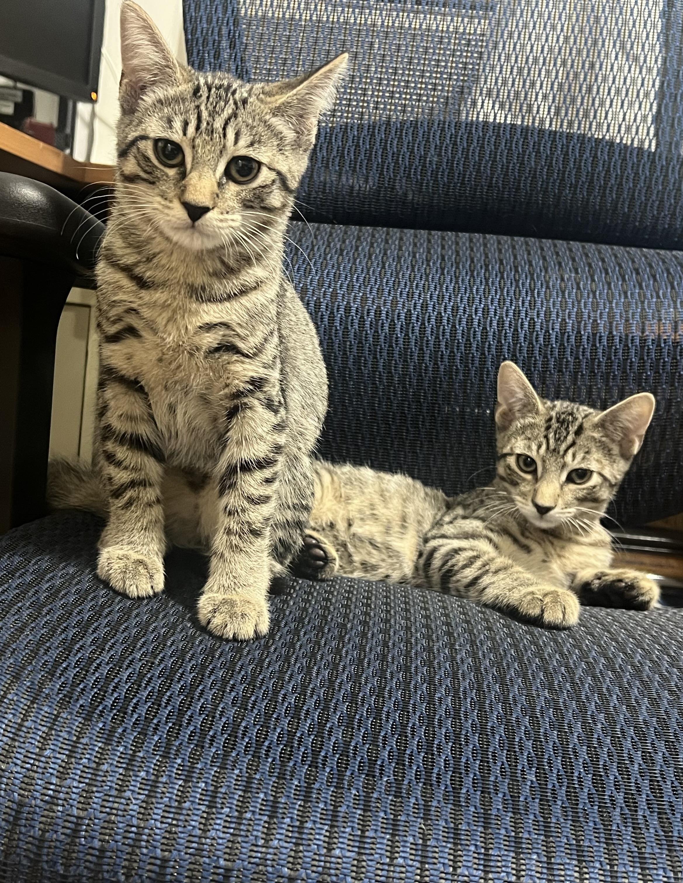 Bubbles and Behr, Baby Male unknown