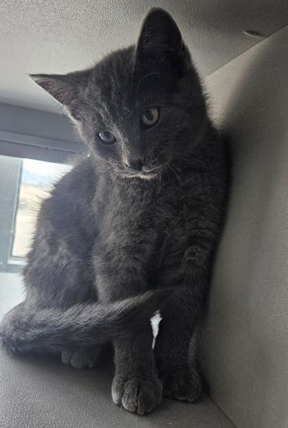 Spark, adopted, Young Male Domestic Short Hair & Domestic Short Hair.