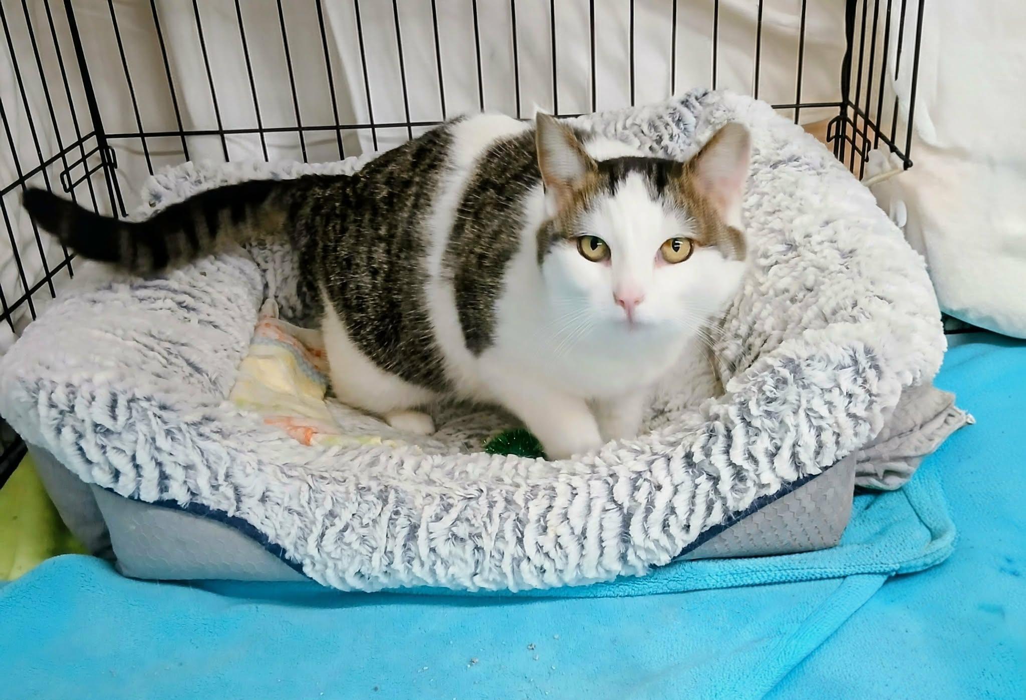 Enlarge Simone, a ADOPTABLE Tabby in Hamilton, ON image 2/5