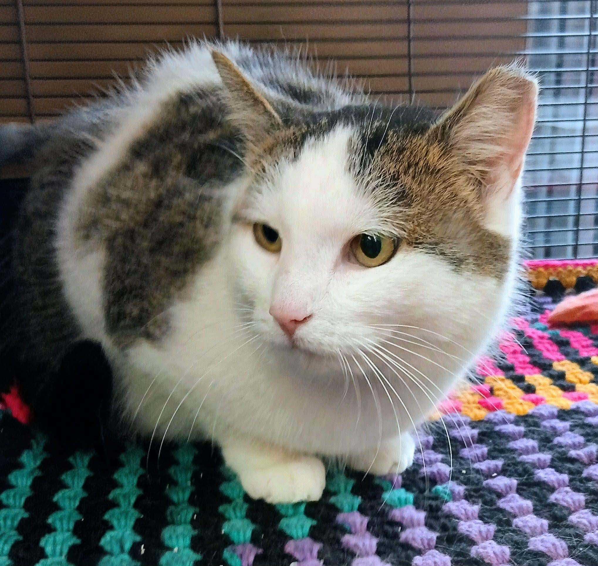 Enlarge Simone, a ADOPTABLE Tabby in Hamilton, ON image 5/5