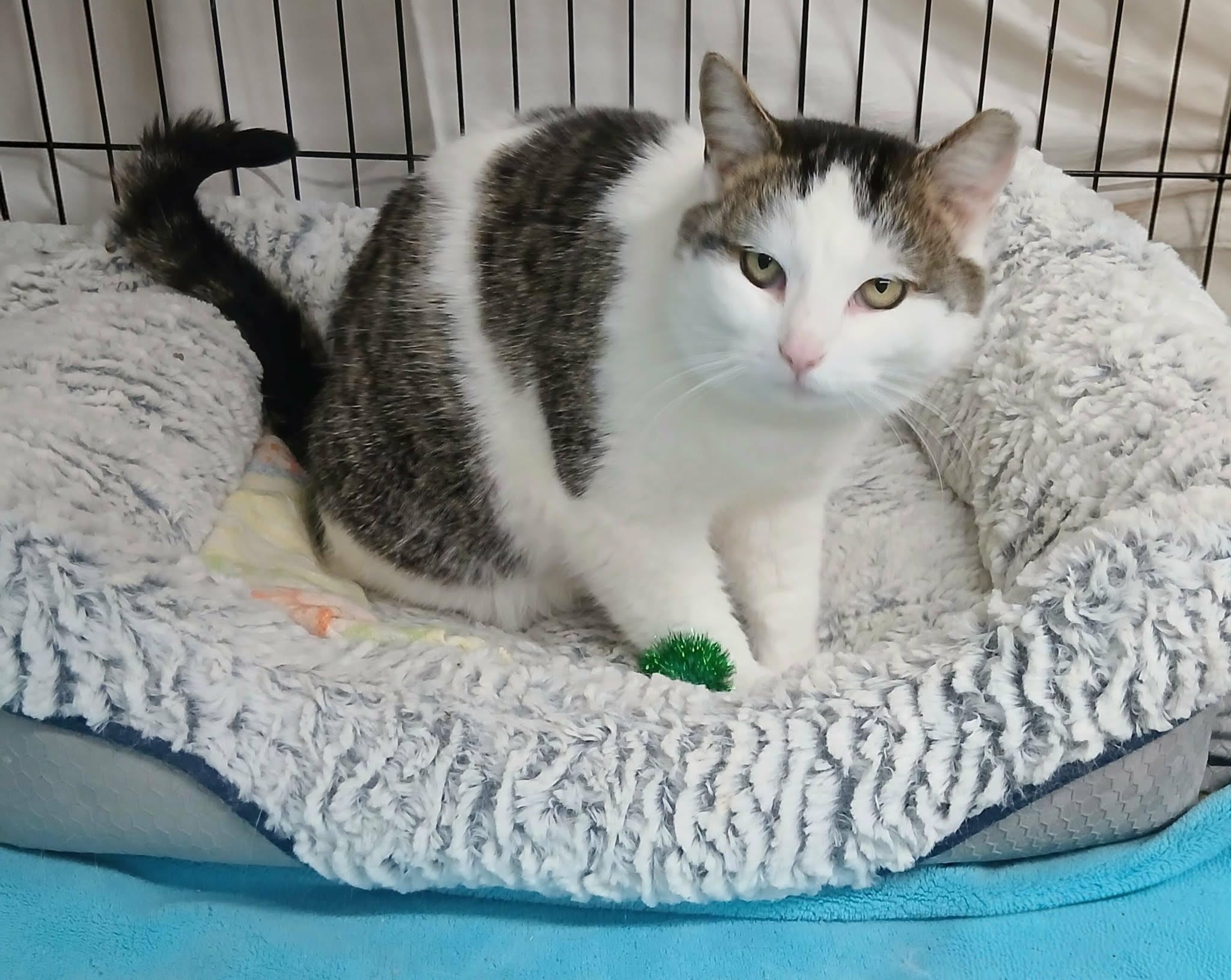 Enlarge Simone, a ADOPTABLE Tabby in Hamilton, ON image 4/5