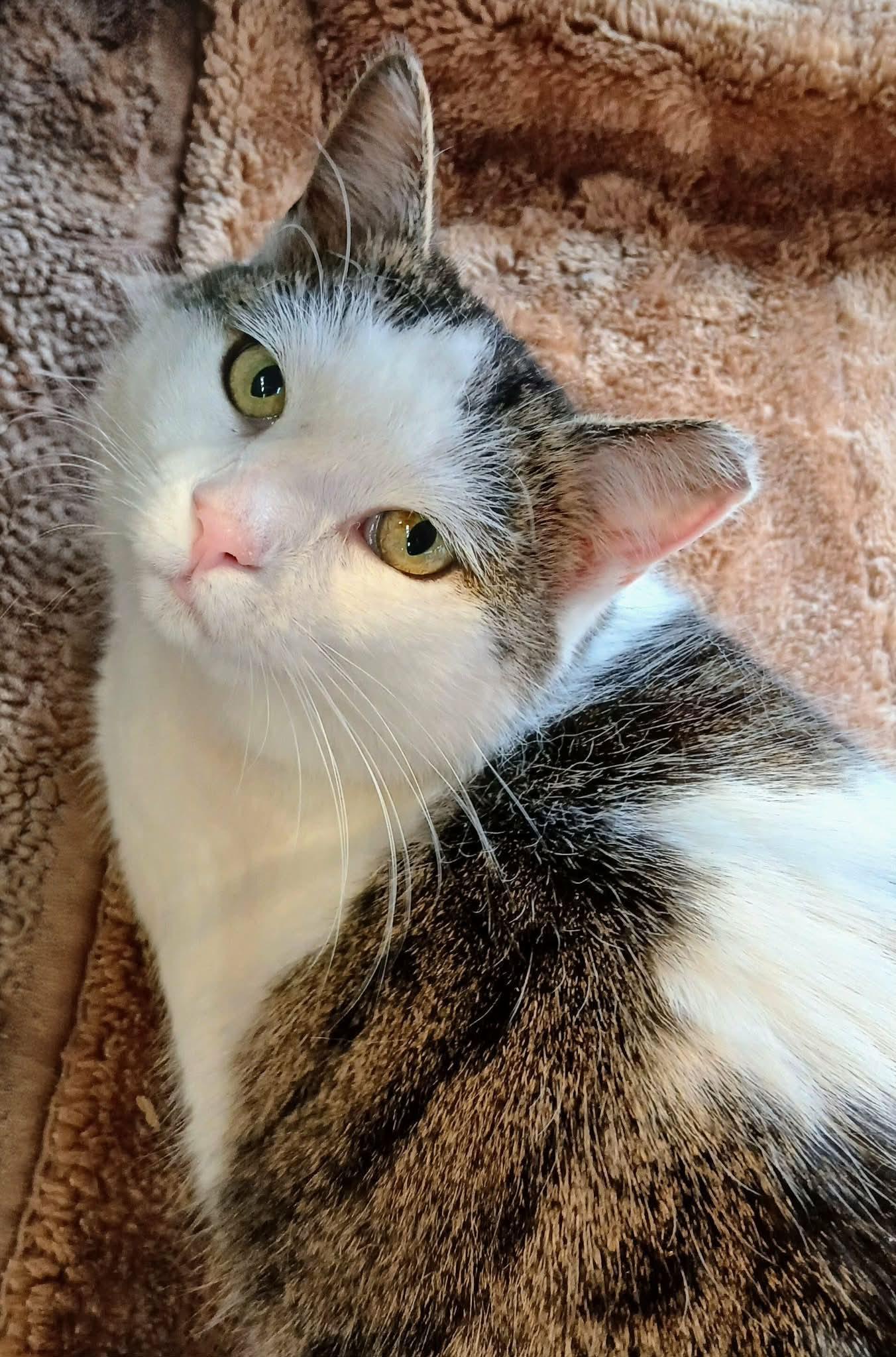 Enlarge Simone, a ADOPTABLE Tabby in Hamilton, ON image 3/5