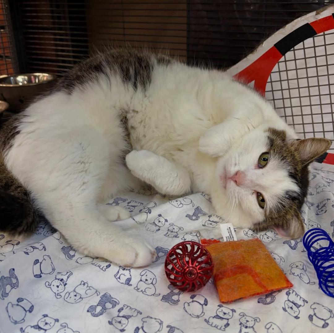 Enlarge Simone, a ADOPTABLE Tabby in Hamilton, ON image 1/5