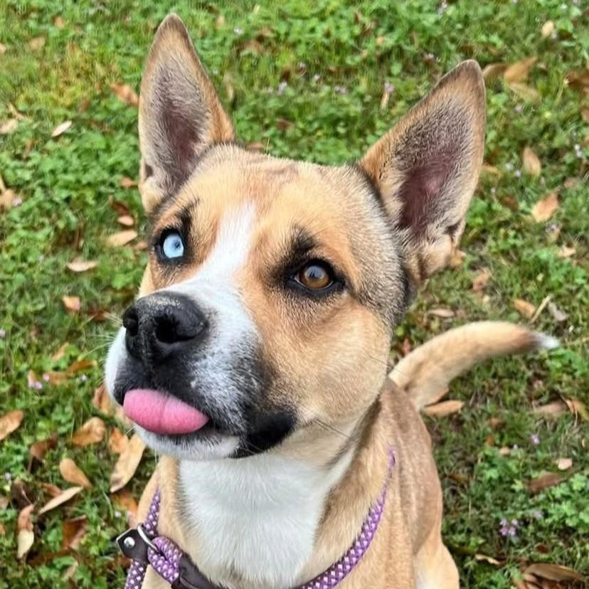 ARLO, a Adoptable mixed breed in Weatherford, TX image 2/4