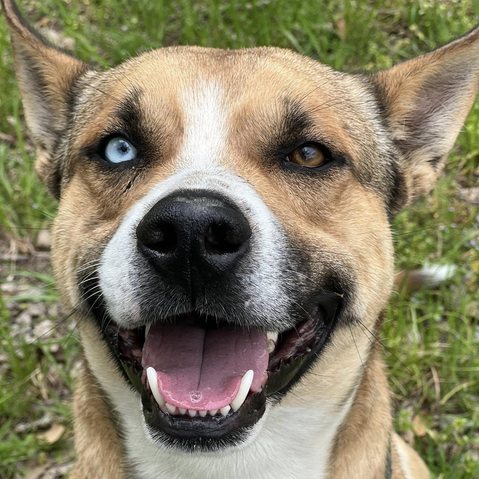 ARLO, a Adoptable mixed breed in Weatherford, TX image 4/4