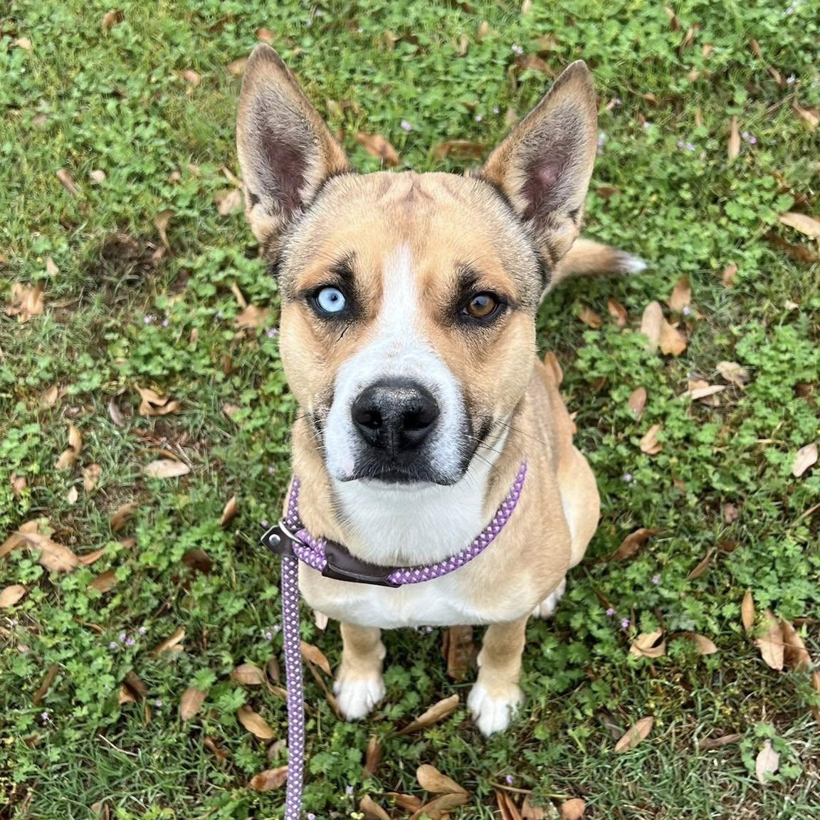 ARLO, Adoptable, Adult Male Siberian Husky & Pit Bull Terrier.