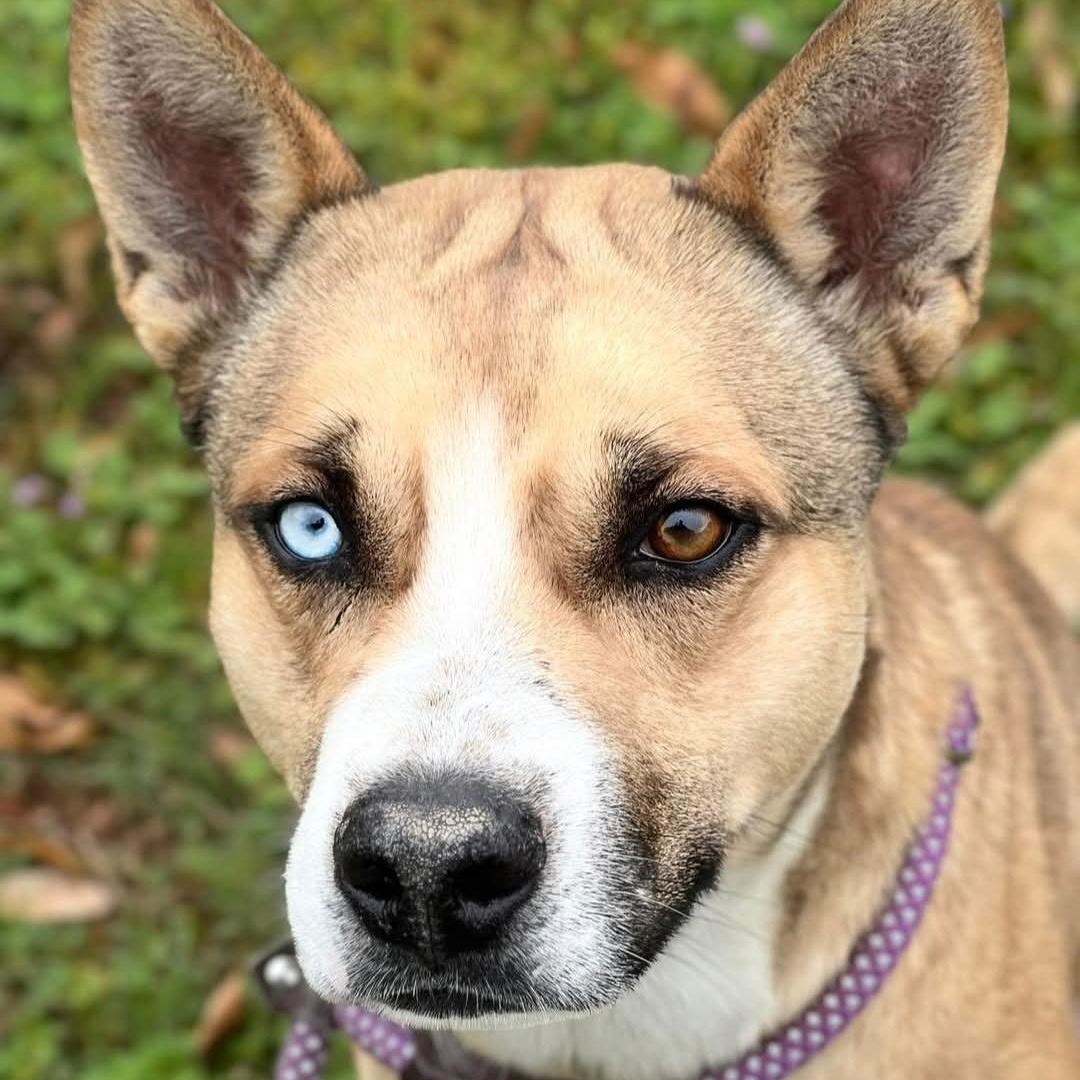ARLO, a Adoptable mixed breed in Weatherford, TX image 3/4