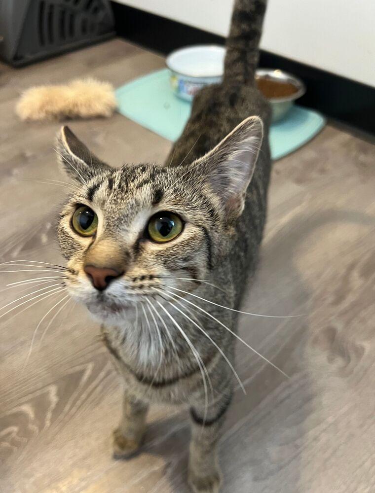 May, Adoptable, Young Female Domestic Short Hair.