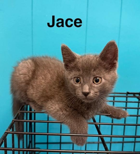 JACE