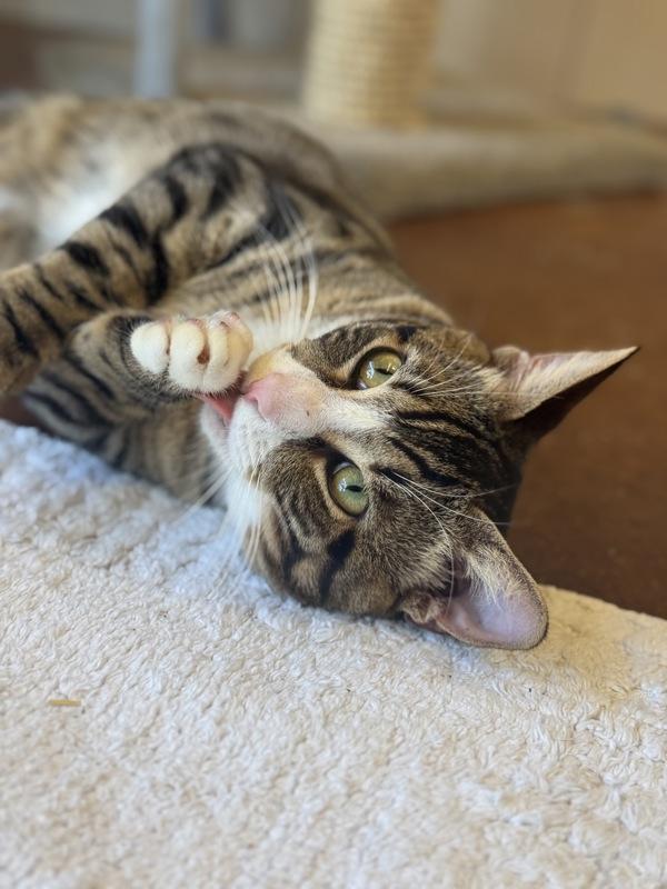 Two, Adoptable, Adult Male Domestic Medium Hair.