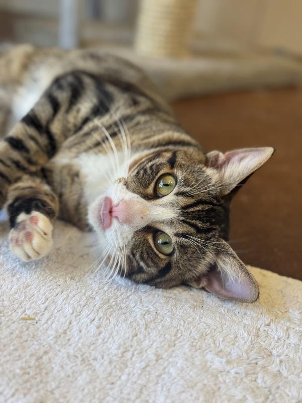 Two, a Adoptable mixed breed in Monterey, CA image 2/5