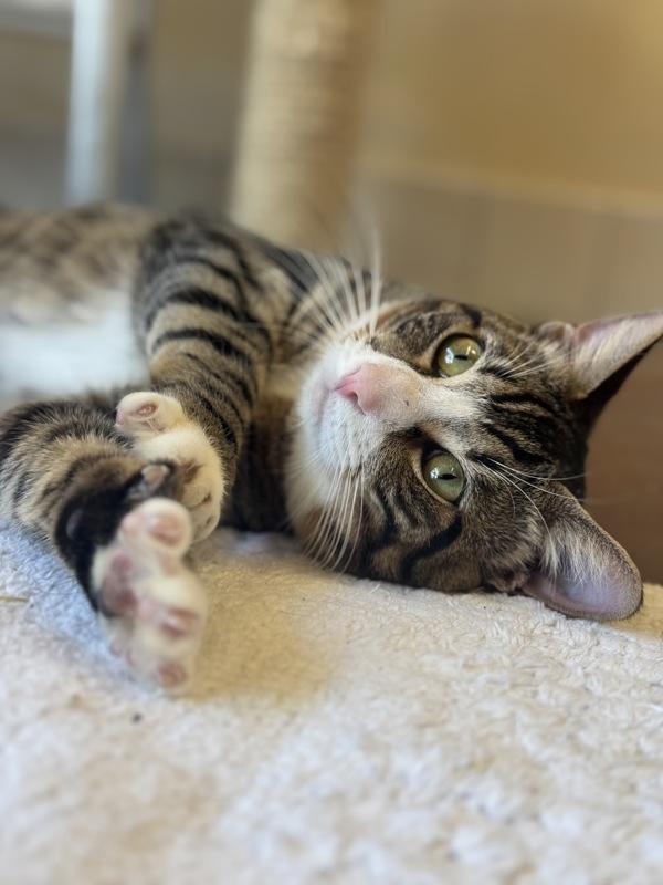 Two, a Adoptable mixed breed in Monterey, CA image 4/5