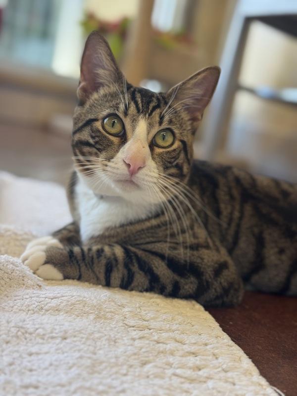 Two, a Adoptable mixed breed in Monterey, CA image 5/5