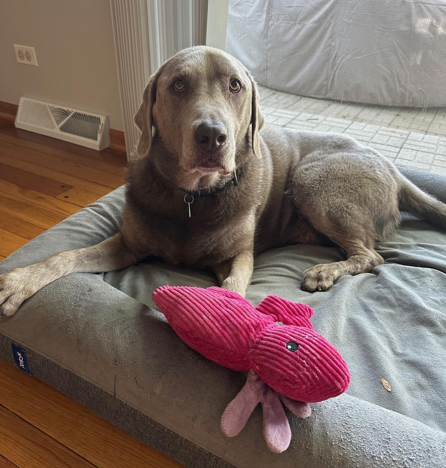 Ace, a Adoptable mixed breed in Palatine, IL image 2/6