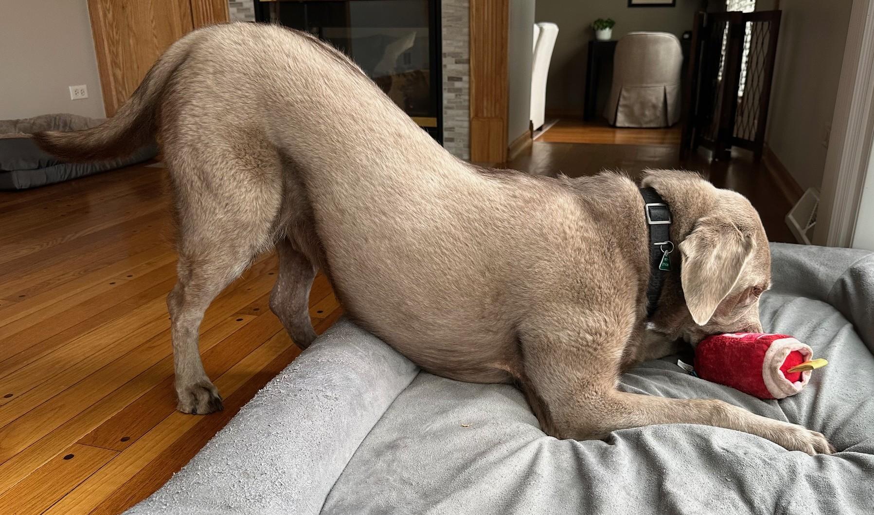 Ace, a Adoptable mixed breed in Palatine, IL image 3/6