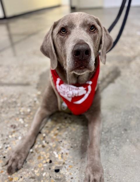 Ace, a Adoptable mixed breed in Palatine, IL image 4/6