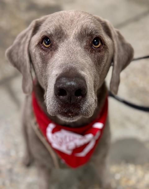 Ace, a Adoptable mixed breed in Palatine, IL image 1/6