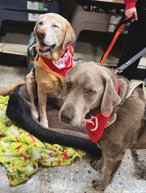 Ace, a Adoptable mixed breed in Palatine, IL image 5/6