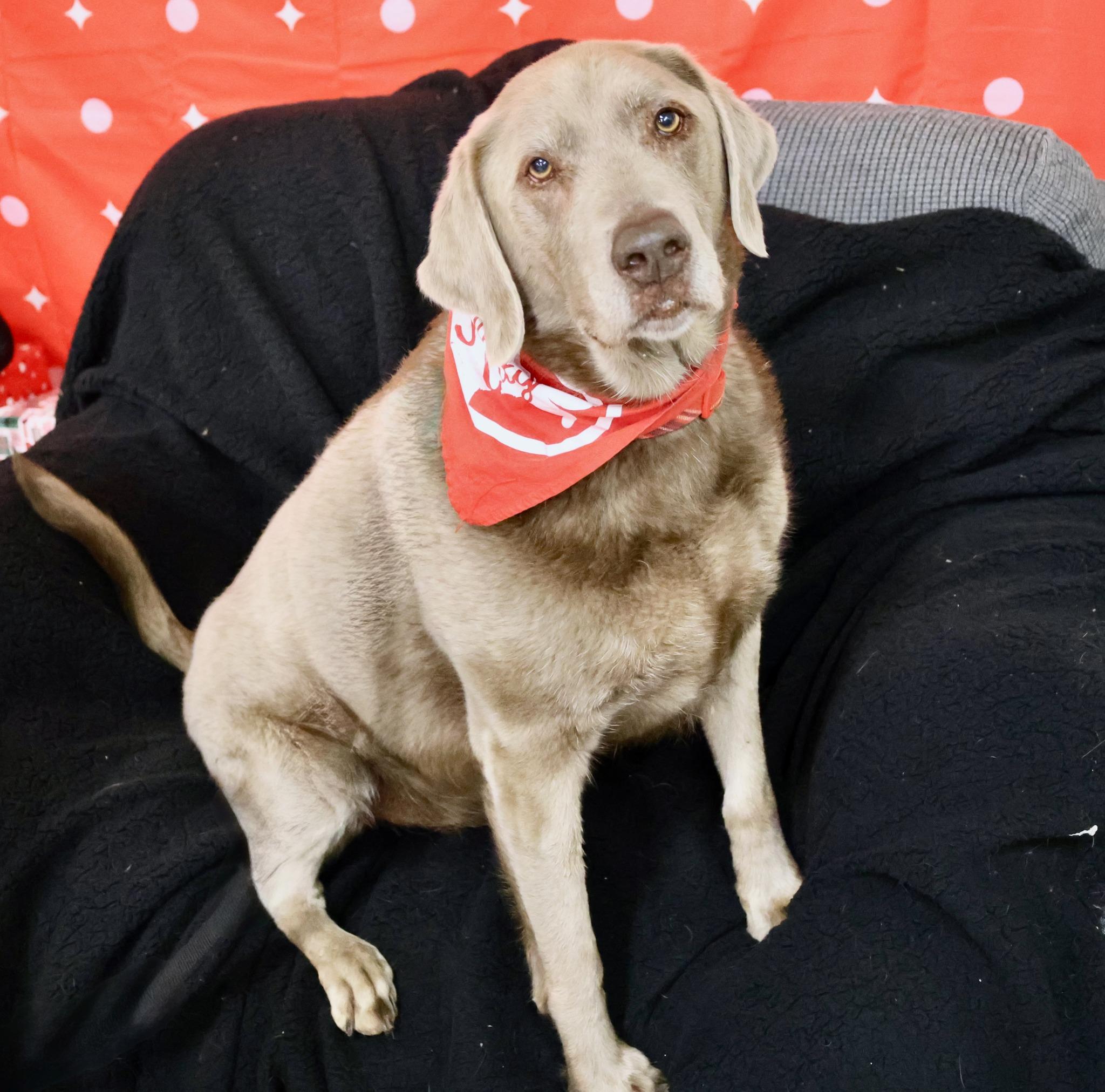 Enlarge Ace, a Adoptable mixed breed in Palatine, IL image 3/6