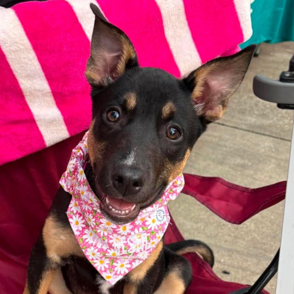 Enlarge Briar, a ADOPTABLE mixed breed in Houston, TX image 1/5