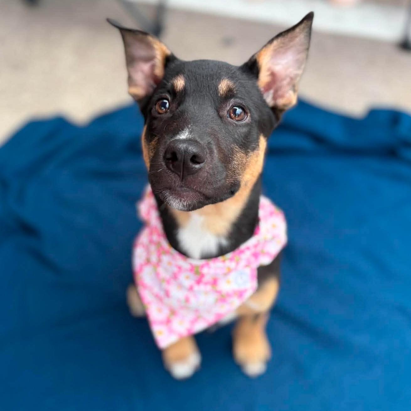 Enlarge Briar, a ADOPTABLE mixed breed in Houston, TX image 4/5