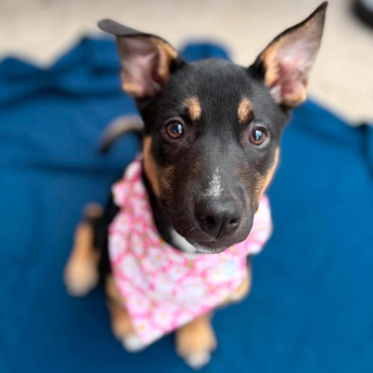 Enlarge Briar, a ADOPTABLE mixed breed in Houston, TX image 2/5