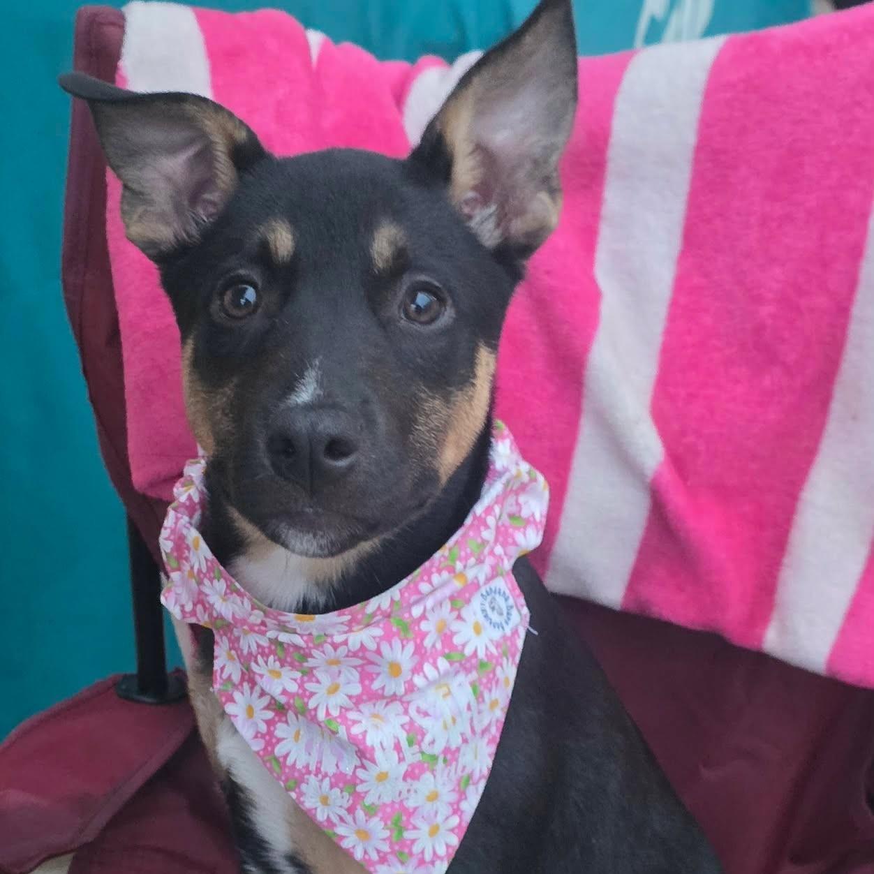Enlarge Briar, a ADOPTABLE mixed breed in Houston, TX image 5/5